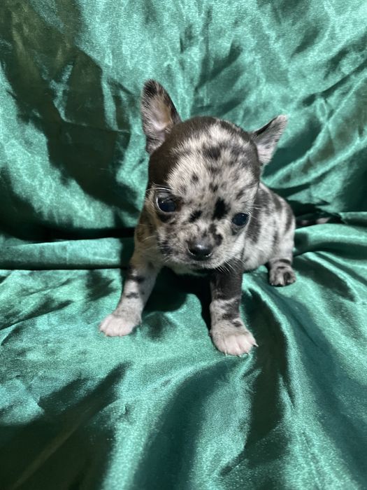 Малыши чихуахуа мерлешки