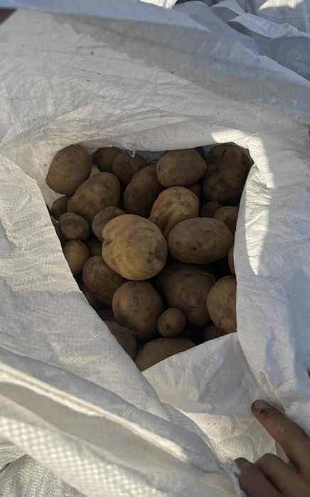 Ziemniaki(Gala,Irys,Catania)