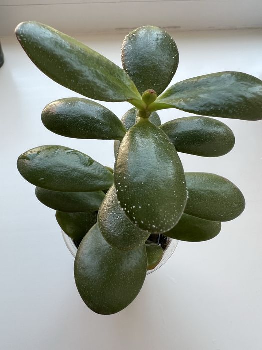 Денежное дерево, крупные лисья