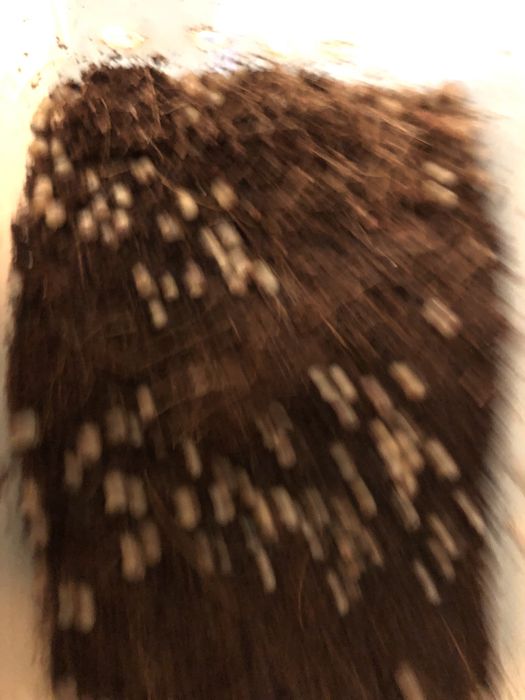 Улитки ахатинов отатдам