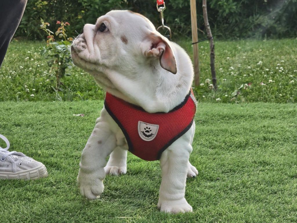 Buldog angielski chlopiec Oreo Fci