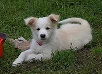 Border Collie eeRed , suczka ZKwP / FCI