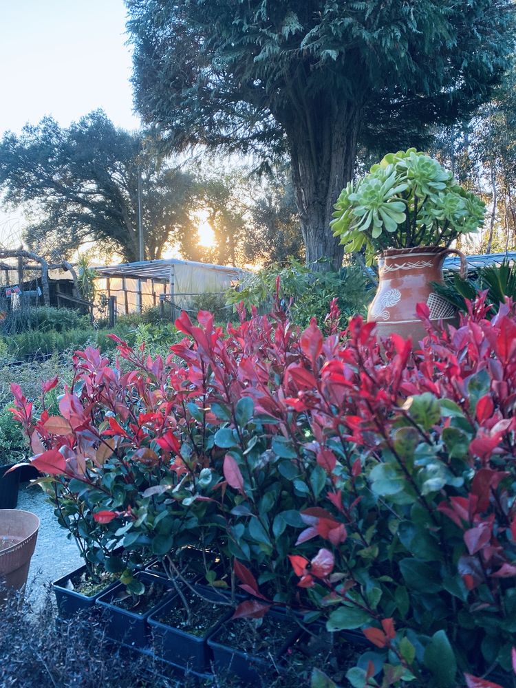 Photinia fraseri litle red robin para sebes/canteiros