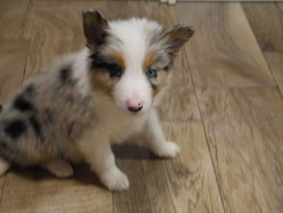 Border Collie Blue Merle