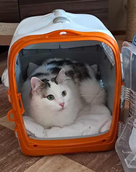 3 letni Fuks wypatruje wymarzonego domu