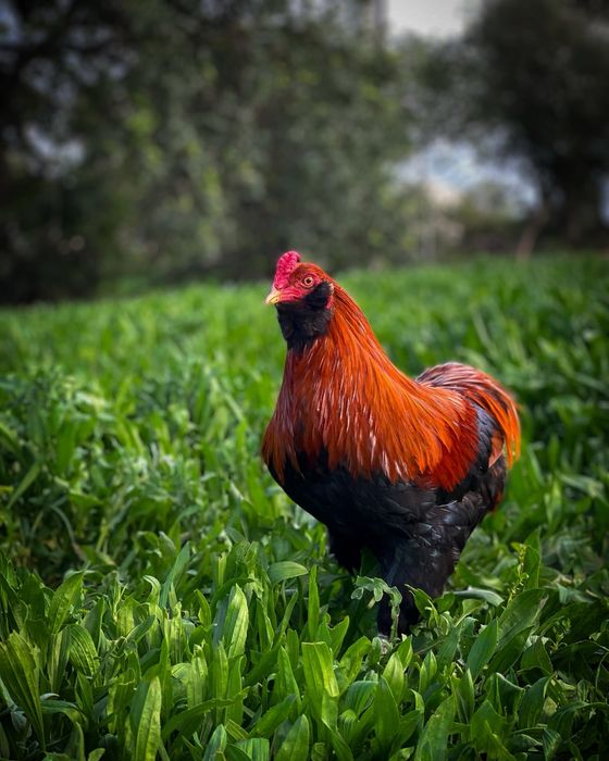 Frangos Araucana – Poucas Aves Disponíveis
