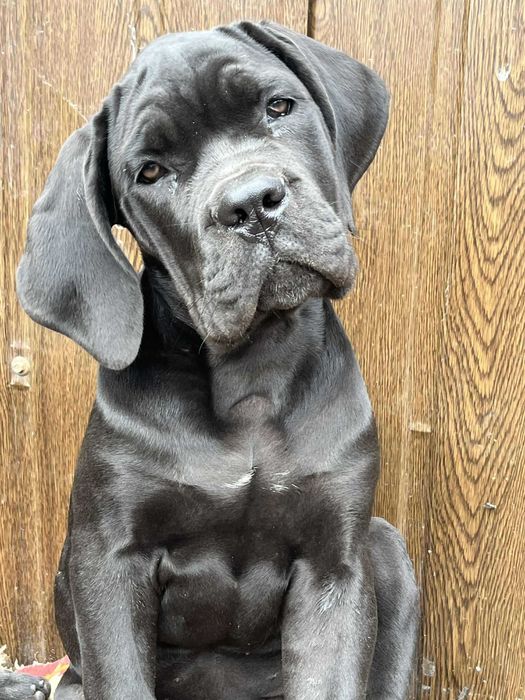 Кане Корсо, серая девочка Дора