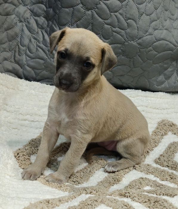 Chart angielski whippet  -piesek