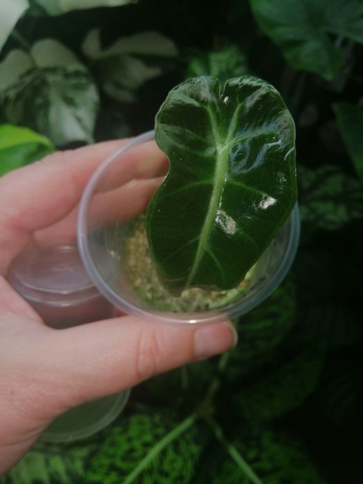 Алоказия набор. Макрориза блек стем, коразон, полли.