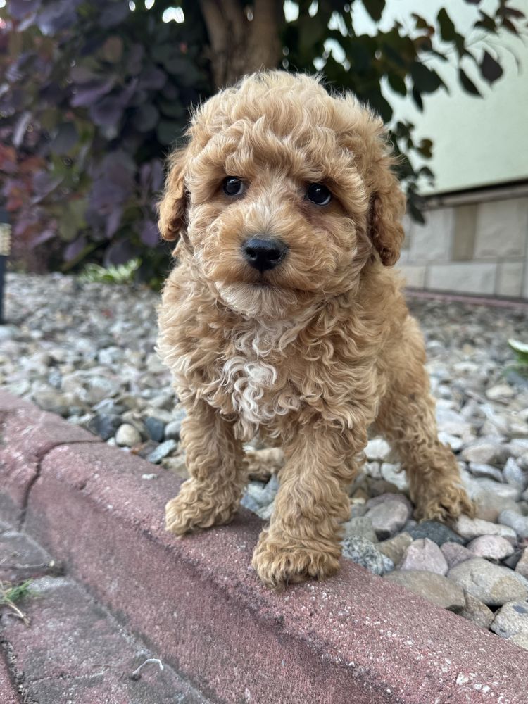 GOTOWY do odbioru  MALTIPOO F1b  Badania genetyczne Wyprawka Pudel