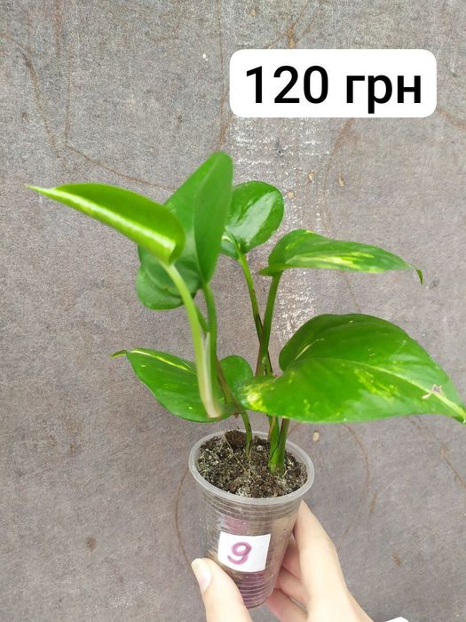 Епіпремнум золотистий