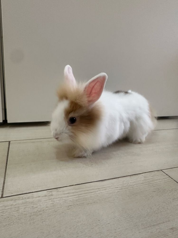 Coelhos anōes c/ 2 Meses (2 Meninos 1 Menina)