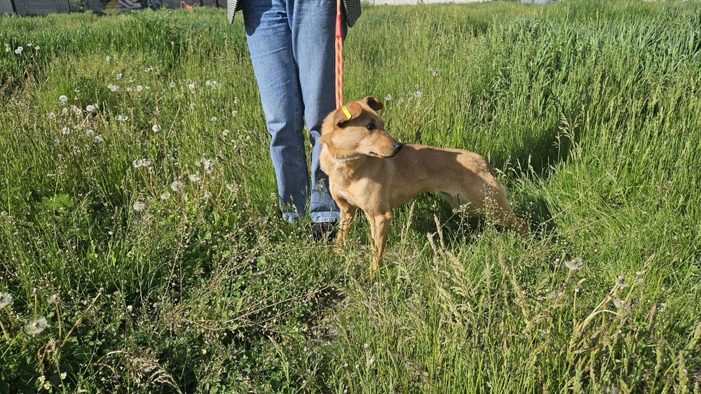 Невеличка стерилізована руденька собачка шукає господарів!