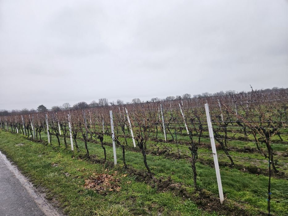 Słupki Metalowe Malina Winogron Ogrodzenia