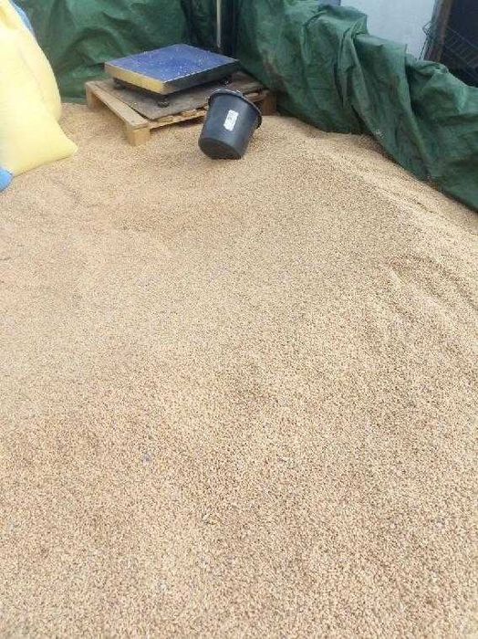 Pszenica workowania 25 kg