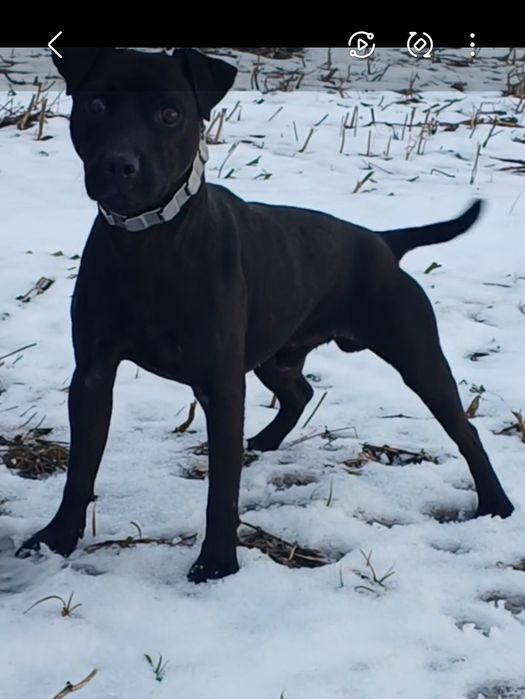 Паттердейл тер'єр