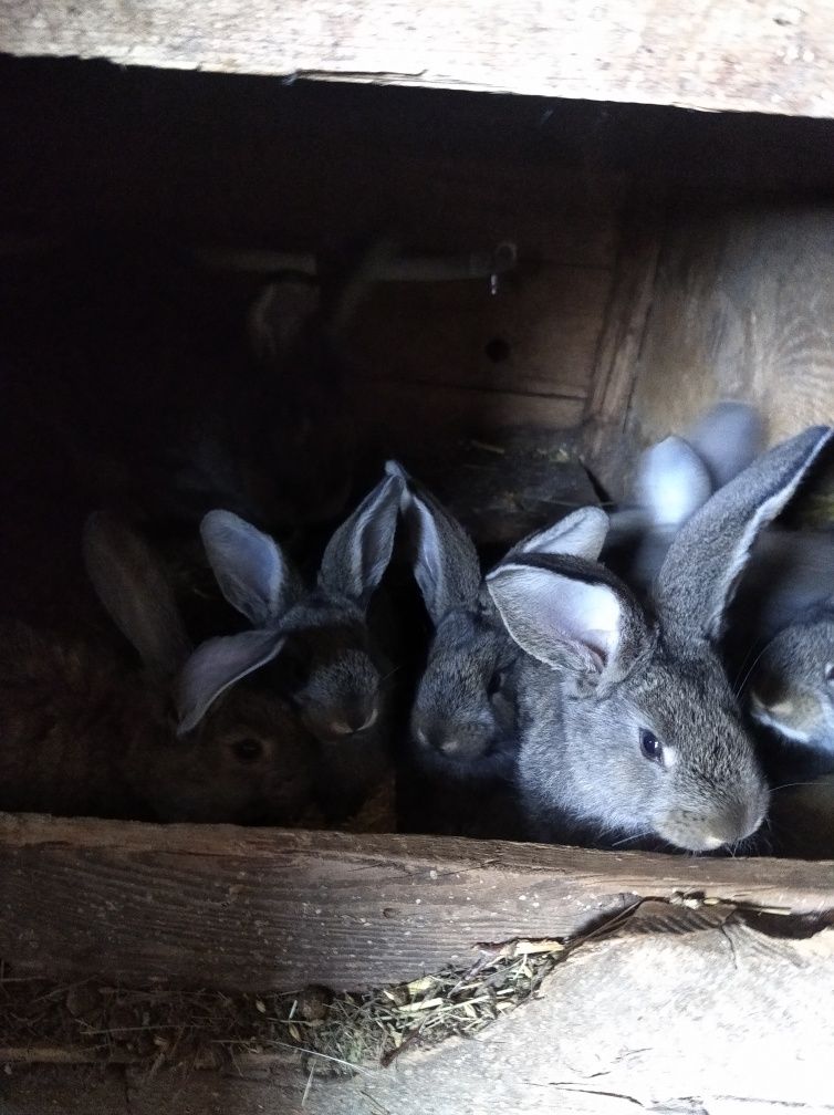 Продам кролів породи німецький обер.