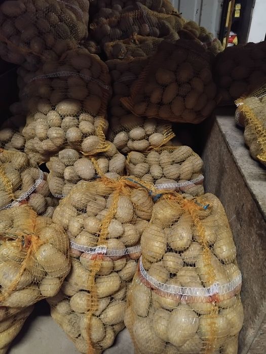 Ziemniaki jadalne SORAYA