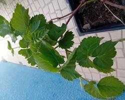 Framboesa preta planta