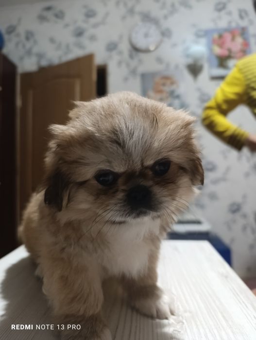 Щенки королевского короткошерстного  пекинеса , цуценята пекінесу