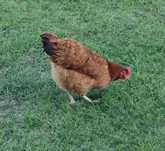 Kury Rosa Leghorn Dominant Lohman Greenshel