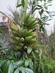 Bananeira vários tamanhos