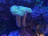 Sarcophyton Green Fluo