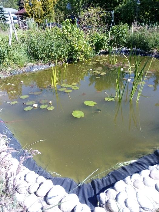 Rosliny do oczka wodnego