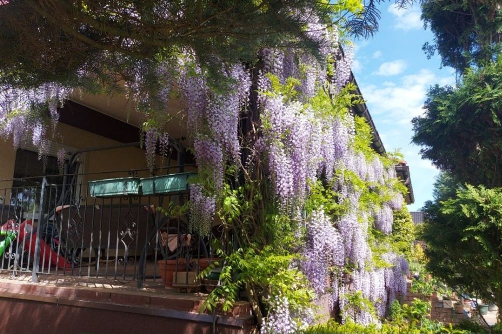 Sadzonki wisterii glicynii 5szt