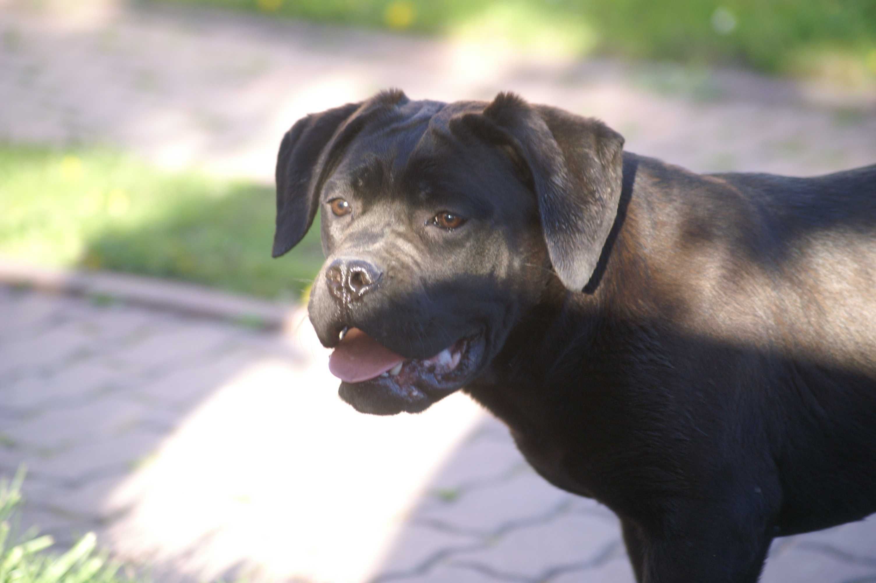 Cane Corso FCI  suczka  zagraniczne krycie. Ładna głowa, do hodowli