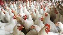 Kury nioski kurki kurczaki rosa leghorn prosto od hodowcy.Ferma kur