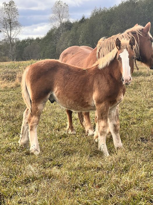 Ogierek zimnokrwisty