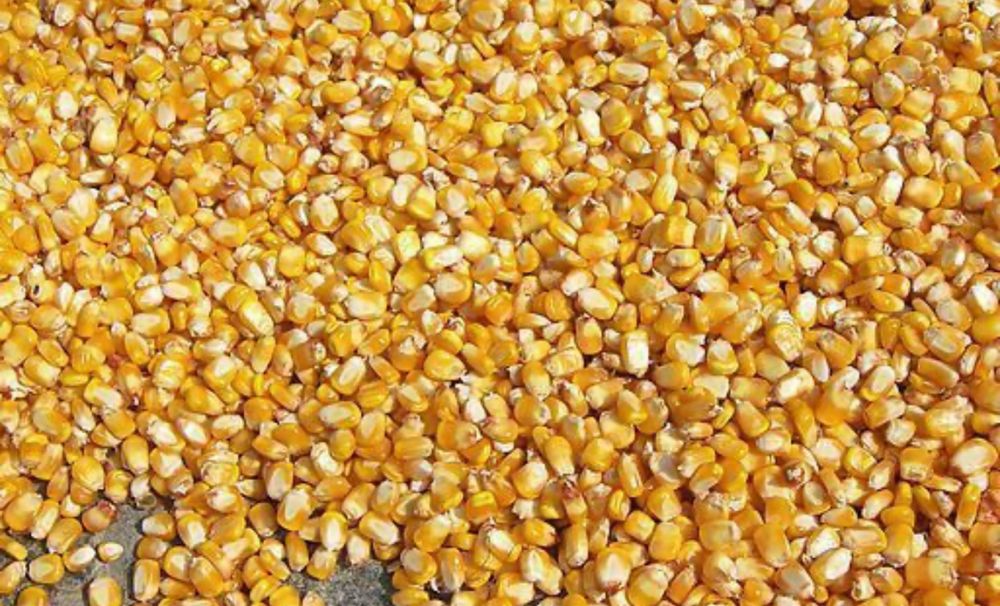 Кукурудза врожаю 2025 року