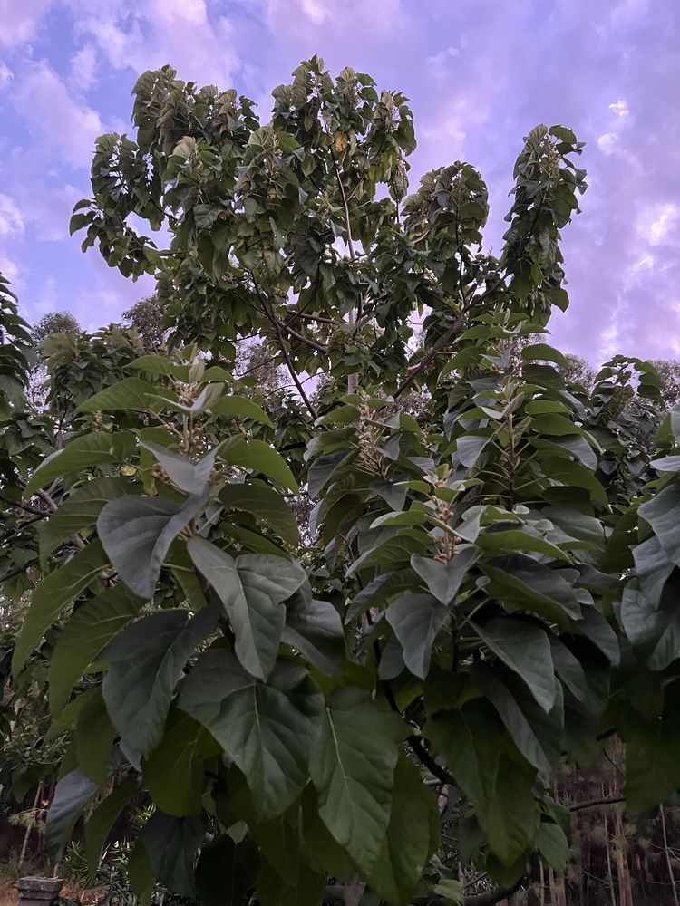 Paulownia elongata