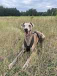Zaginął chart angielski whippet