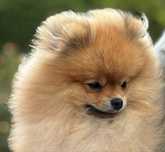 Gotowy do odbioru! OPALIT pies szczenię szpic miniaturowy pomeranian