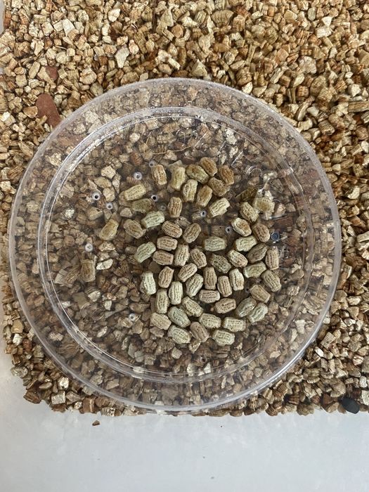 Phyllium letiranti - liściec