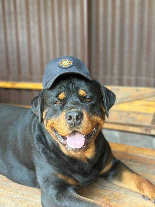 Вязка Ротвейлера мальчика