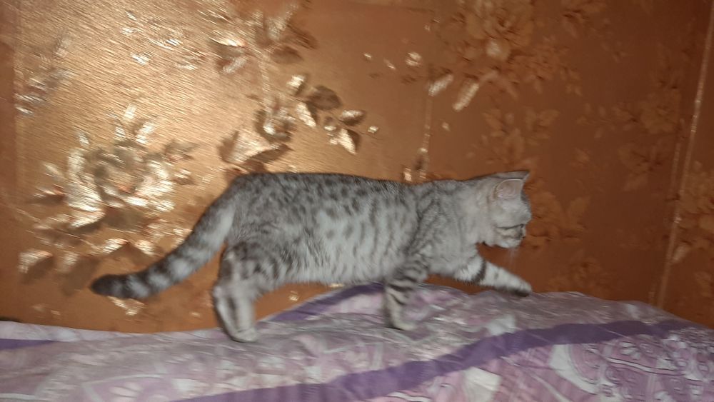 Котик британський 3 місяця.