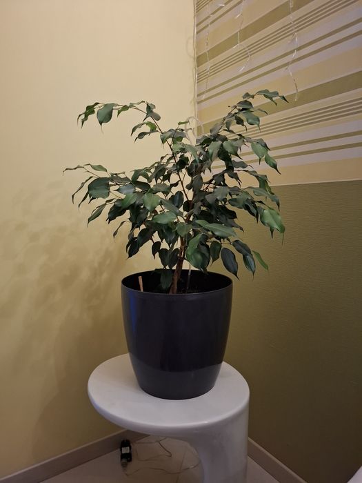 Вазони  заміокулькас шефлера фікус Бенджаміна лот