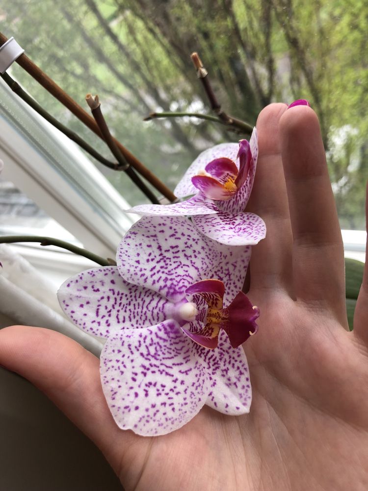 Орхідея ФРОНТЕРА, та ще одна, в горшку 2 рослини