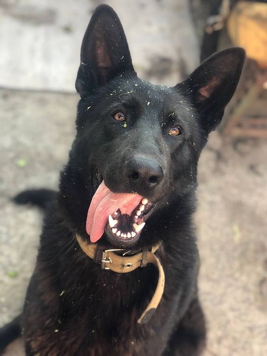 Віддам чорну дорослу вівчарку