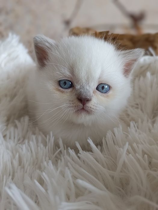 Brytyjski kocurek point