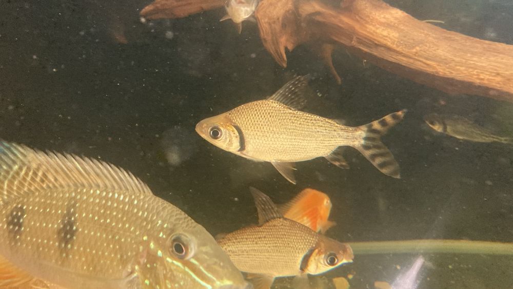 TABU FLAGTAIL Semaprochilodus Leszczanka W-wa