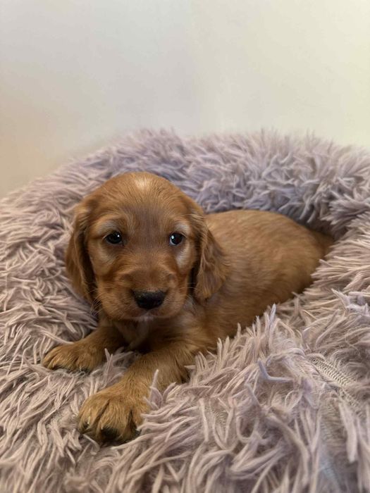 Cocker spaniel angielski