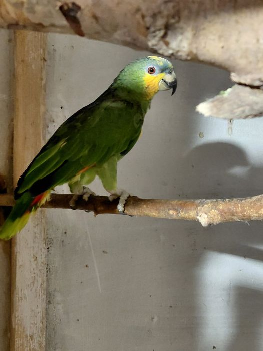 Aleksandretta samiec