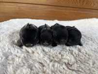 Karzełek Baranek/Mini Lop - Rodowód/Metryka Królik Króliki