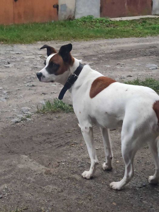 Собачки у добрі руки