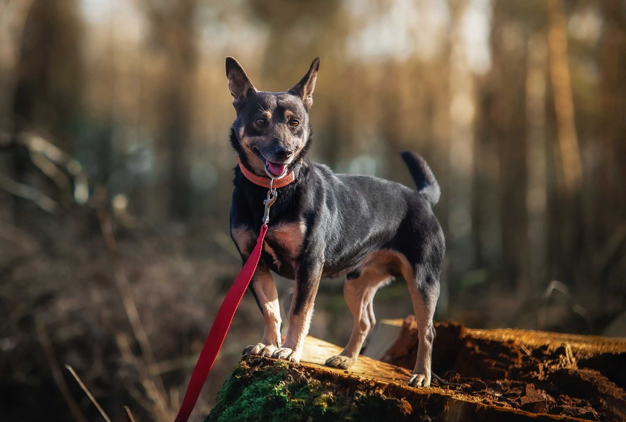 Mini książe Prince szuka nowego domu ADOPCJA