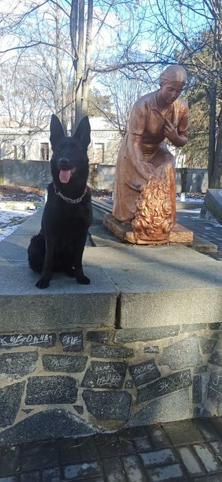 Цуценята німецької вівчарки  чорного окрасу!!!